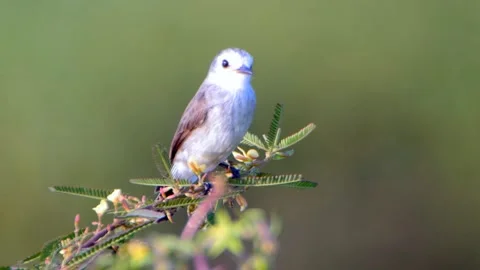 Freirinha - White-headed Marsh Tyrant Stock Footage 296539684