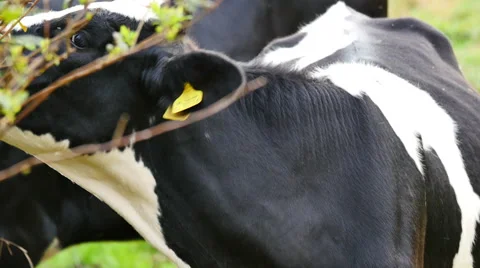 Freisian Cow Stock Footage 42475497