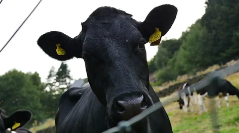 Freisian Cow Stock Footage 43343966
