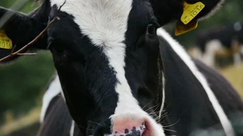 Freisian Cow Stock Footage 43344149