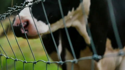 Freisian Cow Stock Footage 43344219