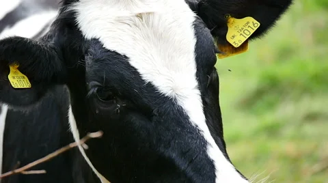 Freisian Cow Stock Footage 43344402
