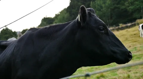Freisian Cow Stock Footage 43344422