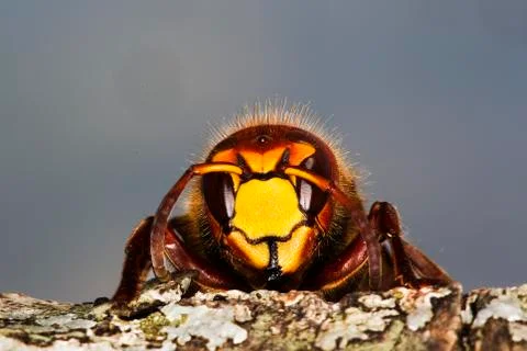FRELON vespa crabo Foto stock