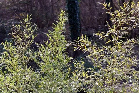 Fremdländische Gartenpflanzen Intensives Wachstum eines Bambus. *** Foreig.. Stock Photos