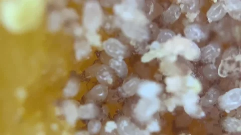 French Aged Cheese Mimolette, Produced in Lille with Greyish Curst Stock Footage 233665484