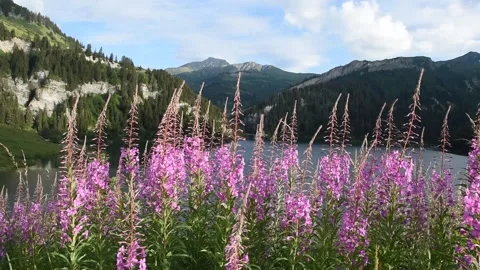 French Alps Stock Footage 135726246