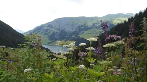 French Alps Stock Footage 135826772