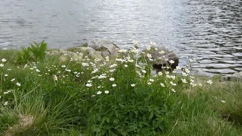 French Alps Stock Footage 135973149