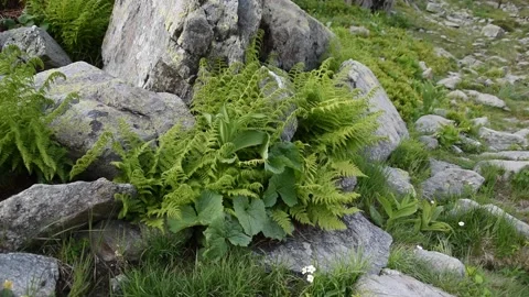 French Alps Stock Footage 135984677