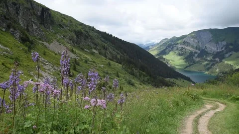 French Alps Stock Footage 136155843