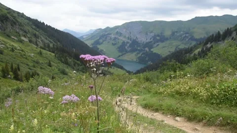 French Alps Stock Footage 136549600