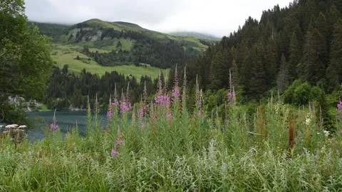 French Alps Video stock 136815294