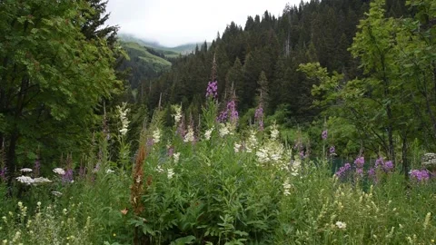 French Alps Stock Footage 136852665