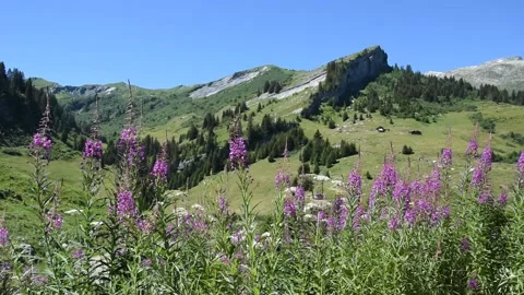 French Alps Stock Footage 136975137