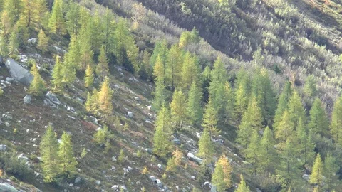 French Alps Trees Stock Footage 98940086