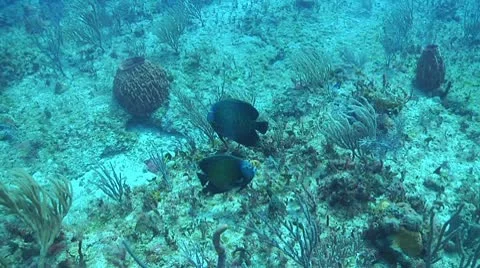 French angel fish Stock Footage 10713973