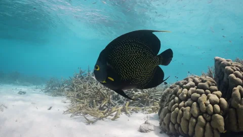 French Angelfish Close-Up swimming next to a vivid coral reef 4K Stock Footage 292505576