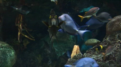 French angelfish Stock Footage 78861