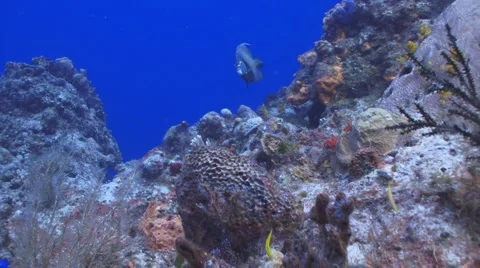 French Angelfish Vídeo Stock 6167951