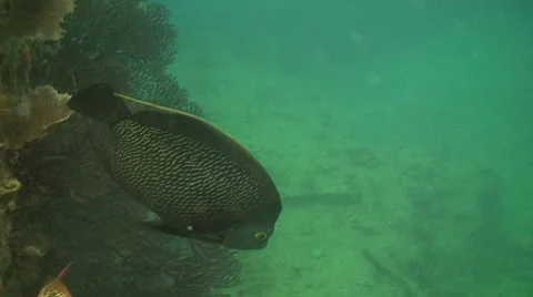 French angelfish Stock Footage 8744860