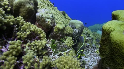 French angelfish Stock Footage 311400257