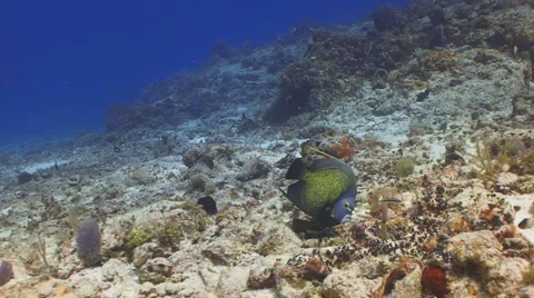 French Angelfish II Vidéo 6165345