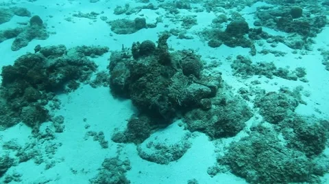 French Angelfish pair Video stock 65003135