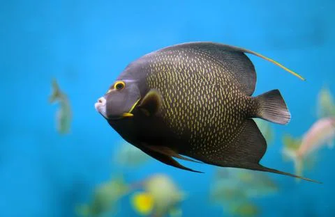 French Angelfish Stock Photos