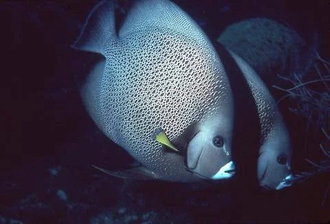 French Angelfish Stock Photos