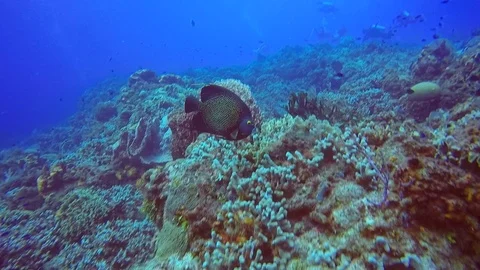 French Anglefish 스톡 동영상 94003764