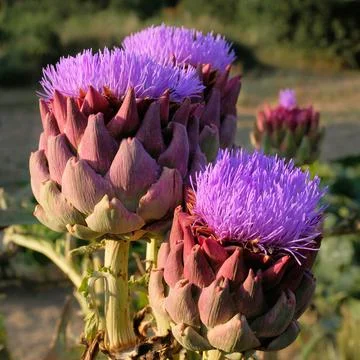 French Artichokes Stock Photos