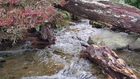 French Beach - Stream under log Stock Footage 174505824