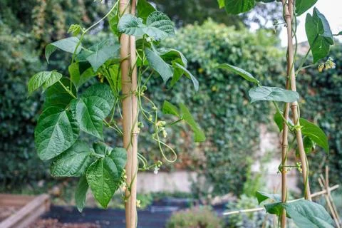 French Bean Plants on Bamboo Support in Home Garden Stock Photos