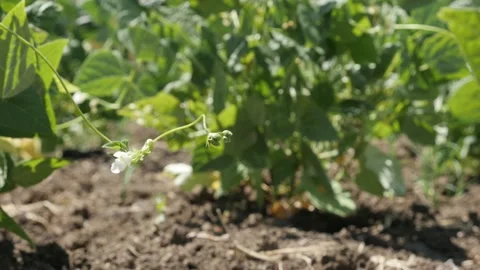 French bean rows in the garden slow-mo footage Stock Footage 136813398
