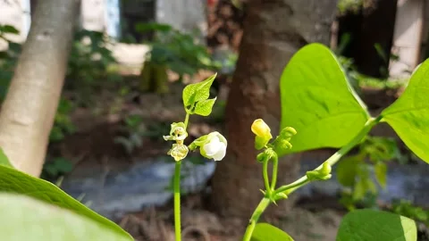 French beans flower with leaves. Stock Footage 157690032