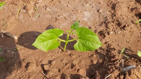 French beans plant. Stock Footage 157824243