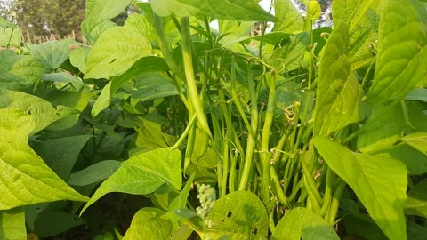 French beans in plant. Stock Footage 228626019