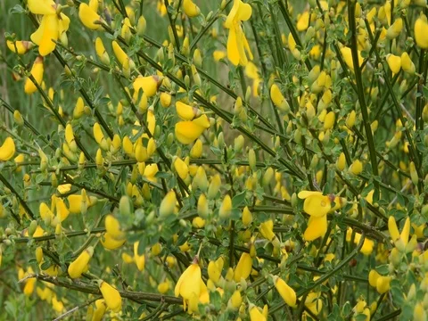 French broom Stock Footage 73428265