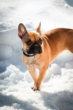 French buldog dog standing on snow Stock Photos