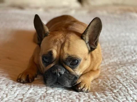 French Bull dog on bed Stock Photos