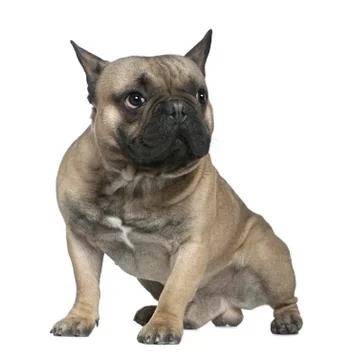 French bulldog, 1 and a half years old, sitting in front of whit Stock Photos