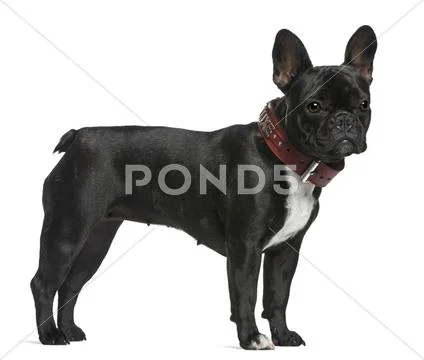 French Bulldog, 12 months old, standing in front of white background Stock Photos