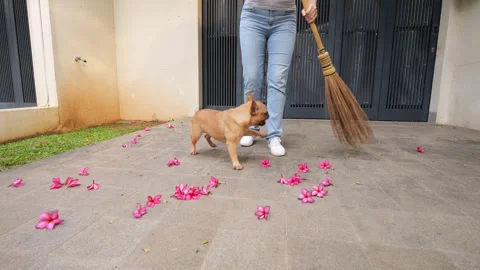 French bulldog chasing broow while owner try to sweep fallen flowers Stock Footage 310715293