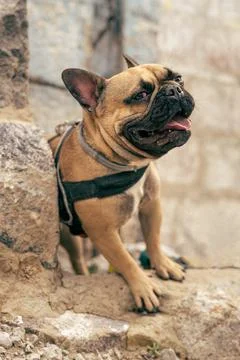 French bulldog dog rubbing along a piece of concrete ruins. Stock Photos