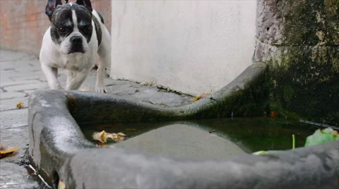 Bulldog water fountain hotsell