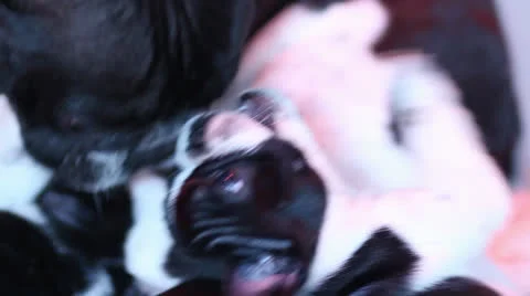 French bulldog 스톡 동영상 24363512
