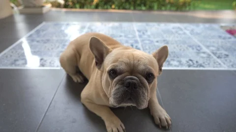 French bulldog Stockbeeldmateriaal 124815554