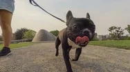 French Bulldog Goes For A Walk In The Park With His Best Friend Stock Footage