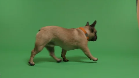 French bulldog on a green screen Stock Footage 103040586